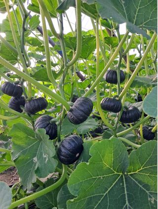 그린톡톡 오계상님의 호박 · 자유게시판 작성글 사진