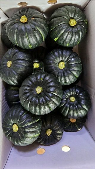 그린톡톡 오계상님의 호박 · 자유게시판 작성글 사진