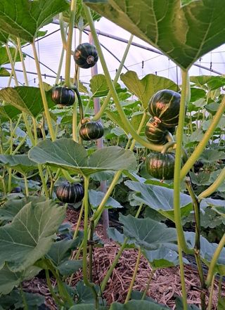 그린톡톡 오계상님의 호박 · 자유게시판 작성글 사진