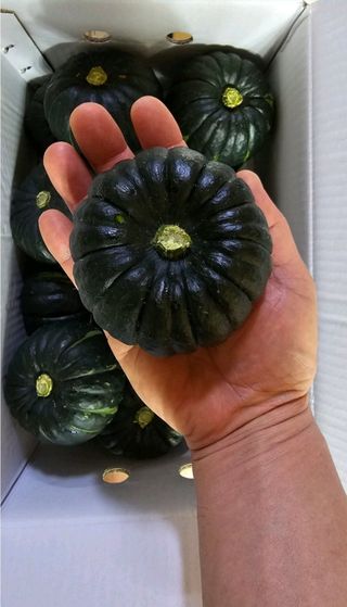 그린톡톡 오계상님의 호박 · 자유게시판 작성글 사진