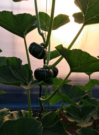 그린톡톡 오계상님의 호박 · 자유게시판 작성글 사진