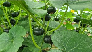 그린톡톡 오계상님의 호박 · 자유게시판 작성글 사진