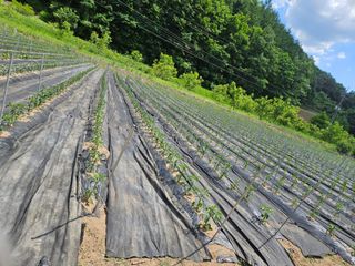 정용일님의 고추 · 제초 작성글 사진