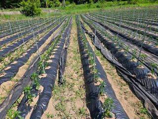 정용일님의 고추 · 제초 작성글 사진