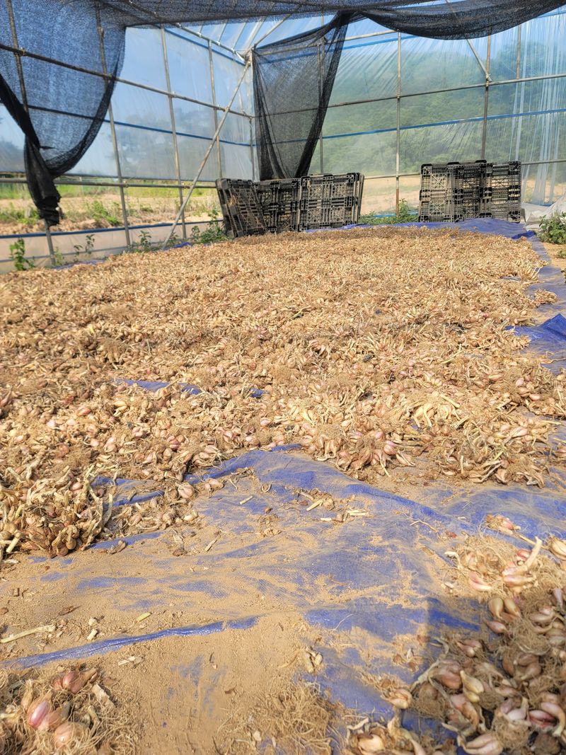 정무이님의 장터 판매 상품 [쪽파종구1kg] 첨부 사진