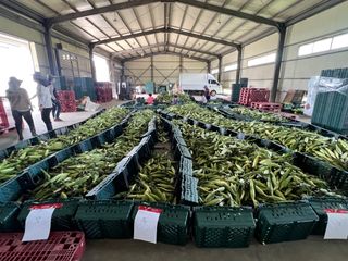 팜모닝님의 팜모닝공식 · 혜택 작성글 사진