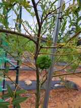 팜모닝 기타작물·자유게시판 게시글 이미지