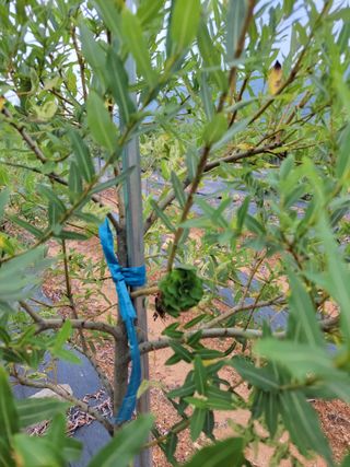 최일홍님의 기타작물 · 자유게시판 작성글 사진