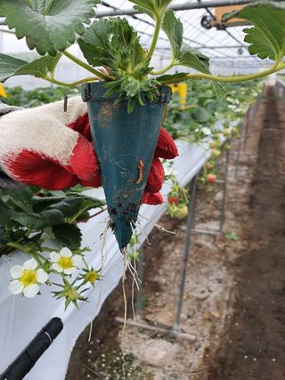꼬맹님의 딸기 · 병해충상담 작성글 사진