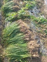 팜모닝 마늘·수확 게시글 이미지