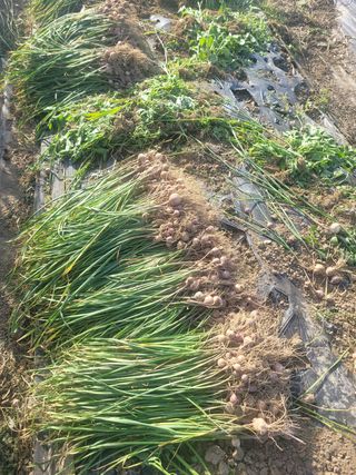 와여농산님의 마늘 · 수확 작성글 사진