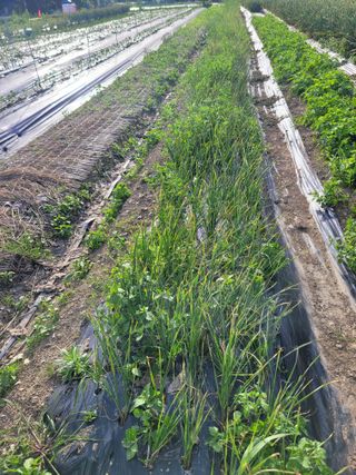 와여농산님의 마늘 · 수확 작성글 사진