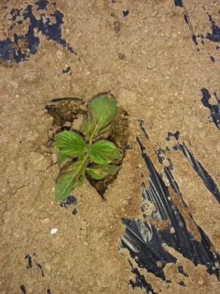 초보굴백이님의 참깨 · 병해충상담 작성글 사진