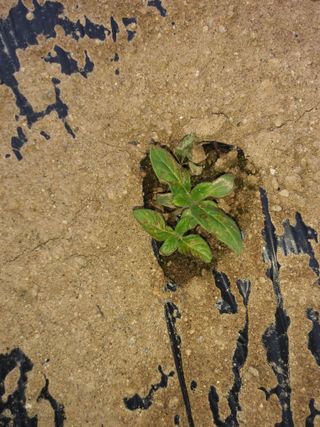 초보굴백이님의 참깨 · 병해충상담 작성글 사진