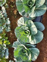 팜모닝 양배추·자유게시판 게시글 이미지