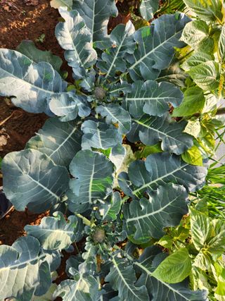 화성장안님의 양배추 · 자유게시판 작성글 사진