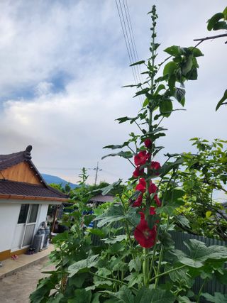 알 수 없음님의 자유주제 · 자유게시판 작성글 사진