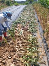 팜모닝 자유주제·자유게시판 게시글 이미지