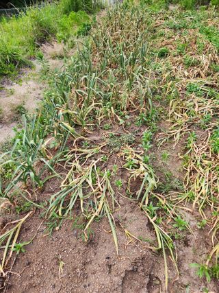 kis님의 마늘 · 병해충상담 작성글 사진