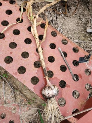 kis님의 마늘 · 병해충상담 작성글 사진