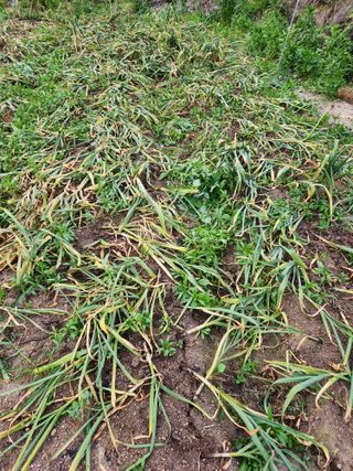 kis님의 마늘 · 병해충상담 작성글 사진