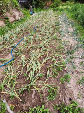 kis님의 마늘 · 병해충상담 작성글 사진