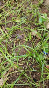 팜모닝 기타작물·병해충상담 게시글 이미지