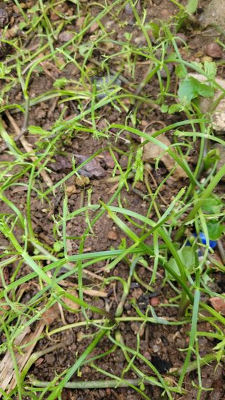 문현자 님의 기타작물 · 병해충상담 작성글 사진