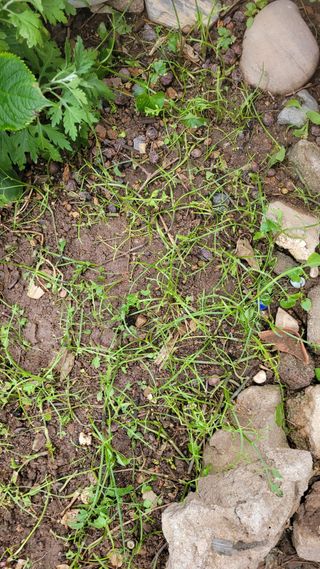 문현자 님의 기타작물 · 병해충상담 작성글 사진