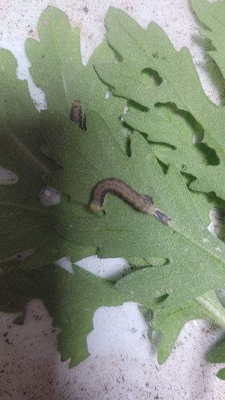 문현자 님의 기타작물 · 병해충상담 작성글 사진