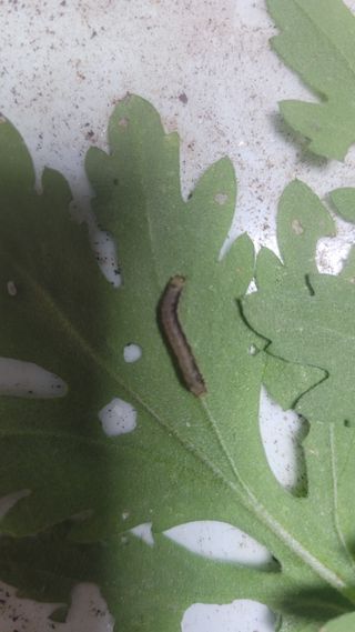 문현자 님의 기타작물 · 병해충상담 작성글 사진