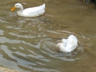시금치15102님의 장터이야기 · 자유게시판 작성글 사진