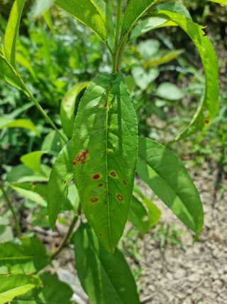 나물로61님의 복숭아 · 병해충상담 작성글 사진