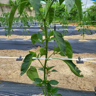 김기택님의 고추 · 지주설치•유인•성장 작성글 사진