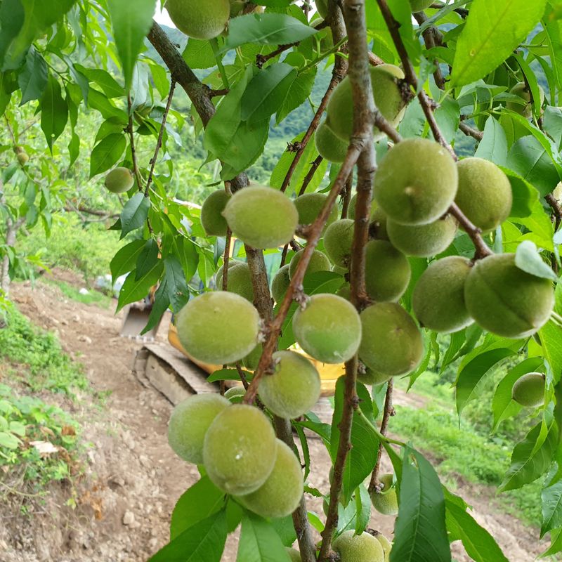 장터 상품 [자연산 개복숭아 10kg] 썸네일