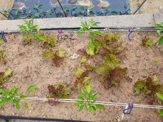 수기님의 두릅 · 일상 작성글 사진