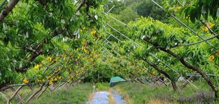 달맛햇복숭아농원님의 복숭아 · 자유게시판 작성글 사진