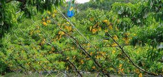 달맛햇복숭아농원님의 복숭아 · 자유게시판 작성글 사진