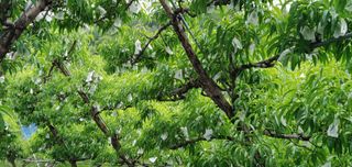 달맛햇복숭아농원님의 복숭아 · 자유게시판 작성글 사진