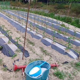 달맛햇복숭아농원님의 고추 · 지주설치•유인•성장 작성글 사진