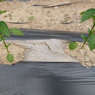 달맛햇복숭아농원님의 고추 · 지주설치•유인•성장 작성글 사진