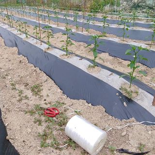 달맛햇복숭아농원님의 고추 · 지주설치•유인•성장 작성글 사진