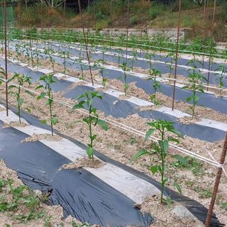 달맛햇복숭아농원님의 고추 · 지주설치•유인•성장 작성글 사진