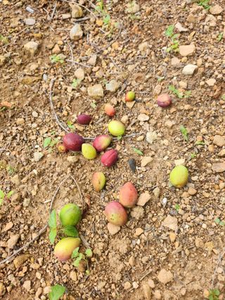 덕포킴님의 자두 · 자유게시판 작성글 사진