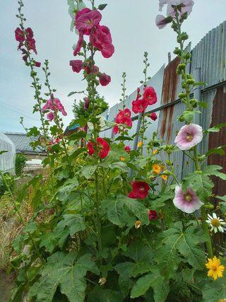 알 수 없음님의 우리동네 · 동네수다 작성글 사진