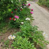 팜모닝 자유주제·자유게시판 게시글 이미지