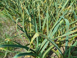 준수님의 마늘 · 병해충상담 작성글 사진