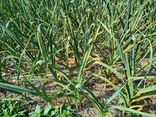 준수님의 마늘 · 병해충상담 작성글 사진