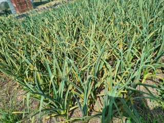 준수님의 마늘 · 병해충상담 작성글 사진