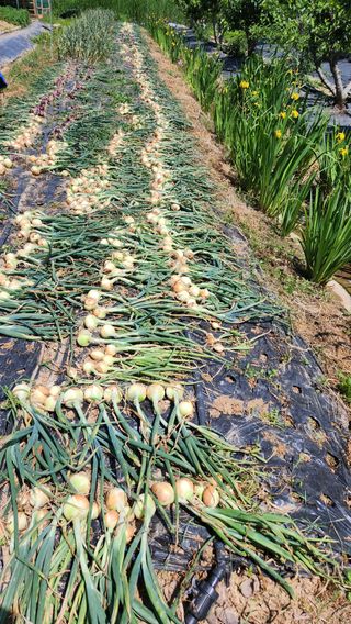 전주치유농정명숙님의 양파 · 자유게시판 작성글 사진